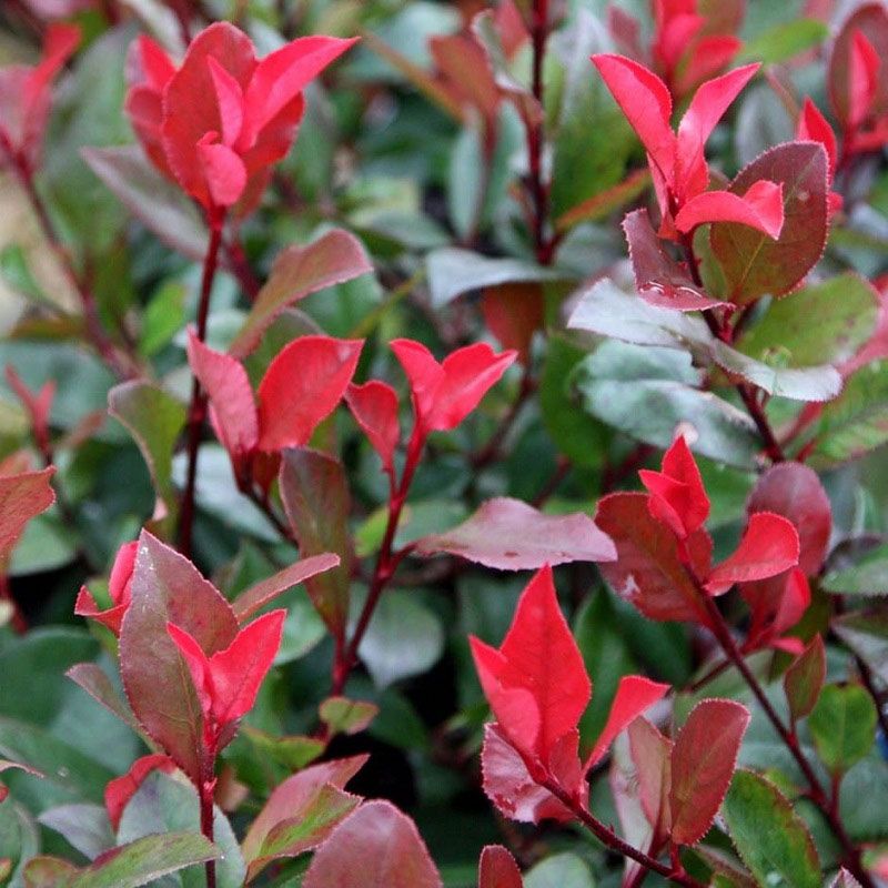 Korallberkenye (Photinia fraseri 'Little Red Robin')