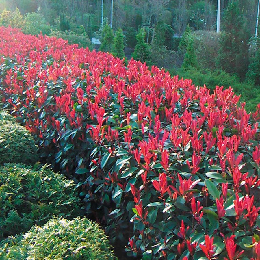 Korallberkenye (Photinia fraseri 'Little Red Robin')