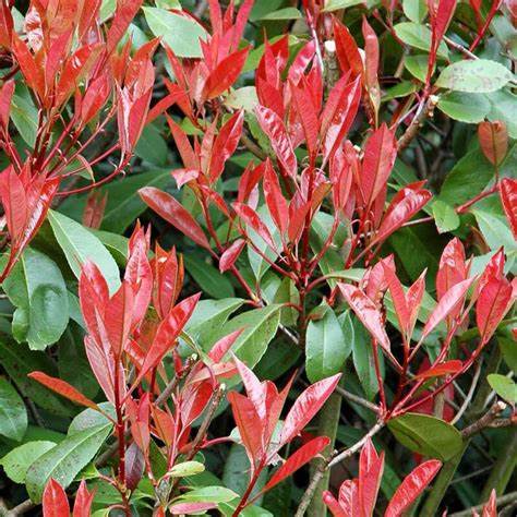 Korallberkenye (Photinia fraseri 'Little Red Robin')