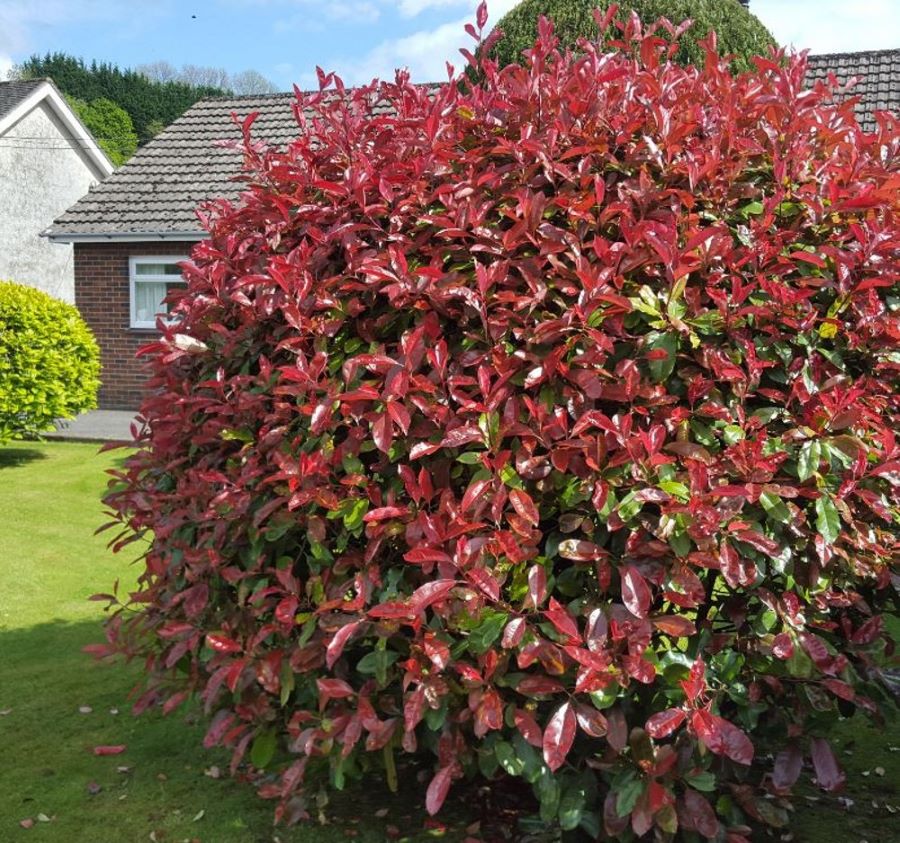 Korallberkenye (Photinia fraseri 'Little Red Robin')