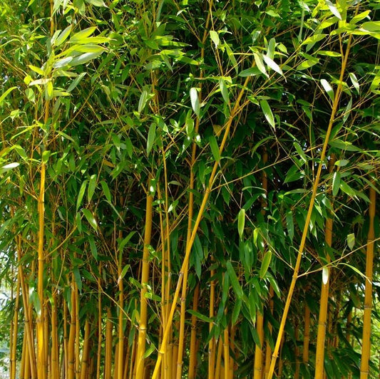 Bambusz (Phyllostachys aureosulcata 'Aureocaulis')