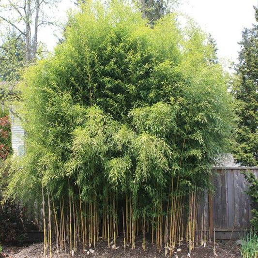 Bambusz (Phyllostachys aureosulcata 'Spectabilis')