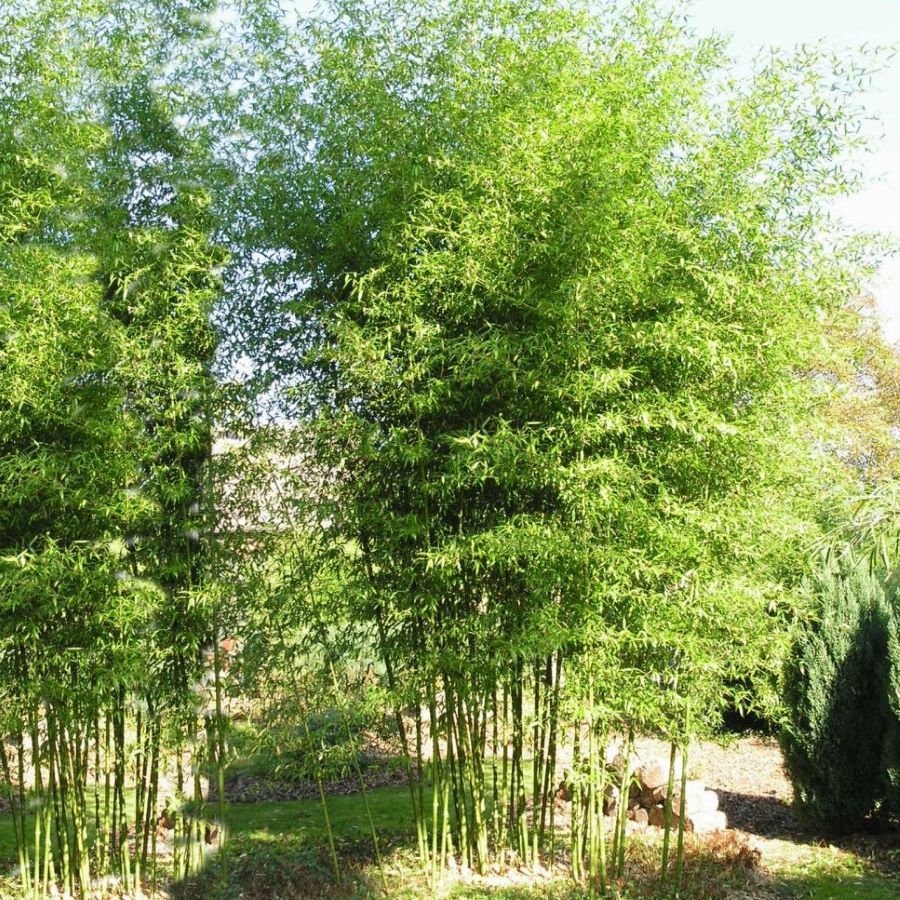 Sövénybambusz (Phyllostachys bissetii)