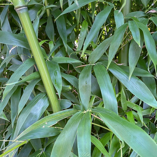 Sövénybambusz (Phyllostachys bissetii)