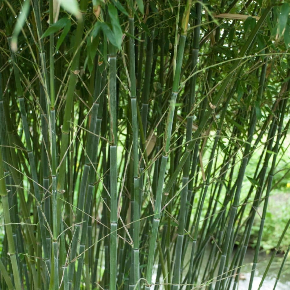 Sövénybambusz (Phyllostachys bissetii)