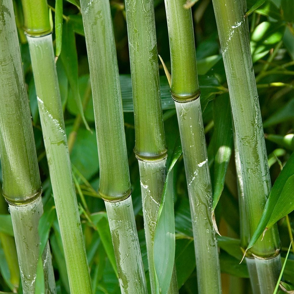 Sövénybambusz (Phyllostachys bissetii)