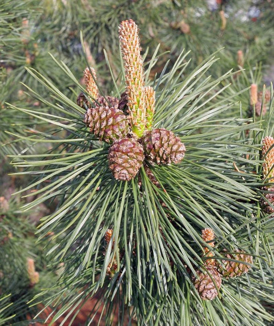 Havasi törpefenyő (Pinus mugo)