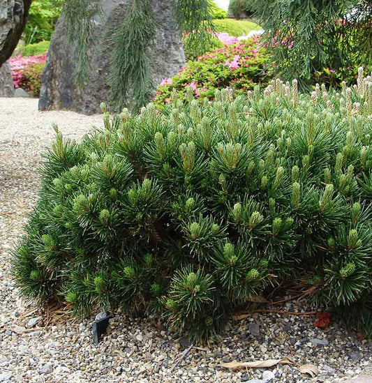 Havasi törpefenyő (Pinus mugo 'Pumilio')