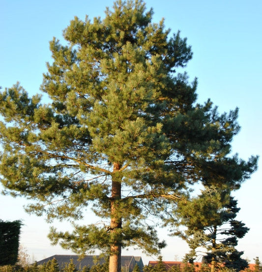 Erdeifenyő (Pinus sylvestris)