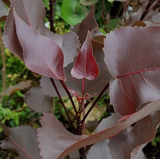 Oszlopos, bordós levelű nyárfa (Populus deltoides 'Purple Tower')