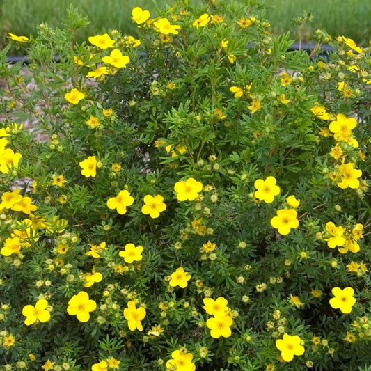 Cserjés pimpó (Potentilla fruticosa 'Goldfinger')