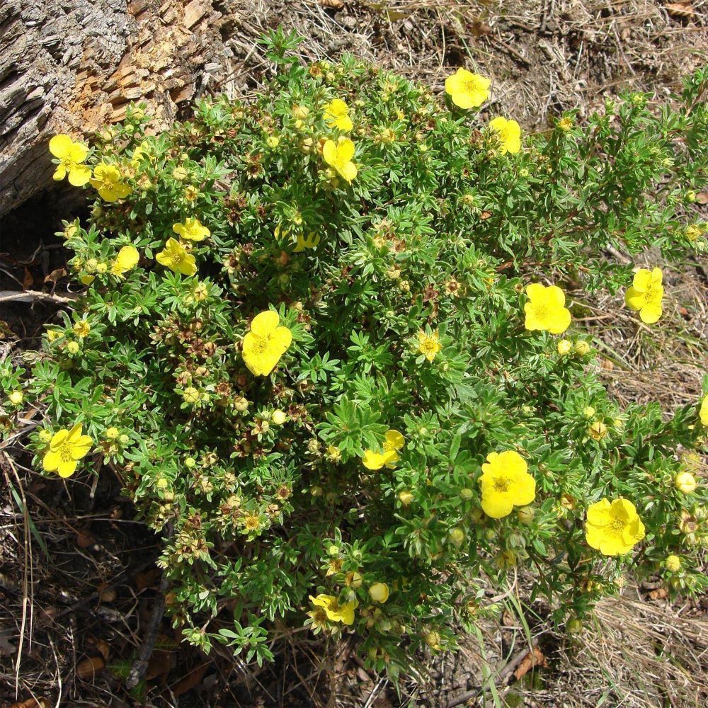 Cserjés pimpó (Potentilla fruticosa 'Kobold')