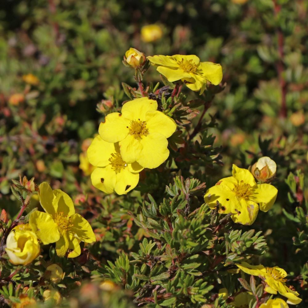 Cserjés pimpó (Potentilla fruticosa 'Kobold')