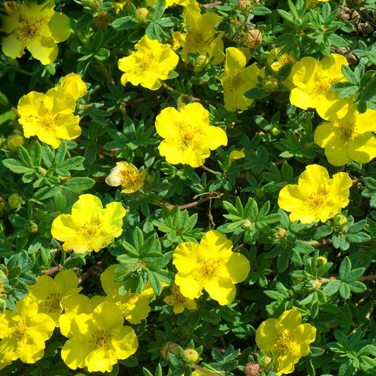 Cserjés pimpó (Potentilla fruticosa 'Kobold')