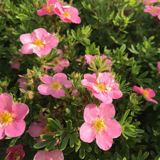 Cserjés pimpó (Potentilla fruticosa 'Lovely Pink'® (syn.: 'Pink Beauty'))
