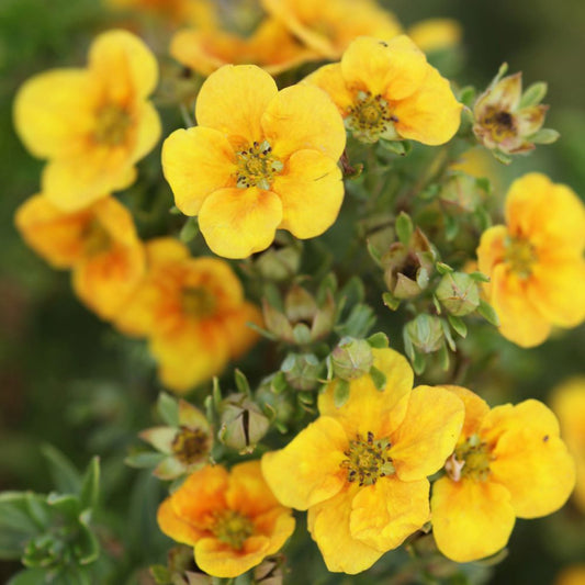 Cserjés pimpó (Potentilla fruticosa 'Mango Tango')