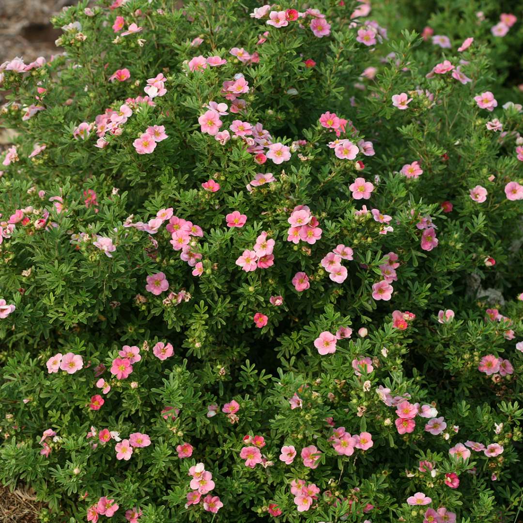 Cserjés pimpó (Potentilla fruticosa 'Pink Paradise')