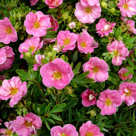 Cserjés pimpó (Potentilla fruticosa 'Pink Paradise')