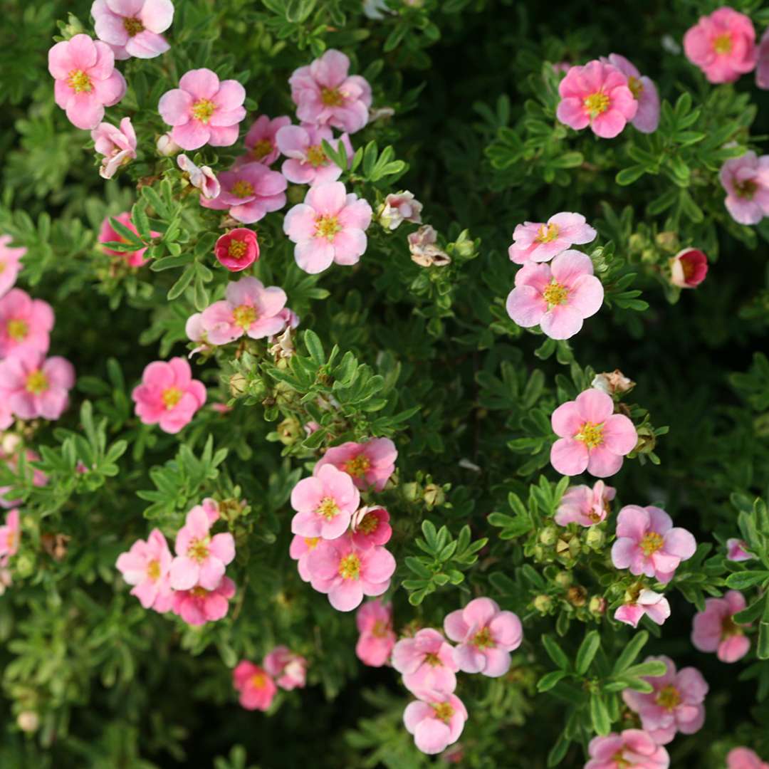 Cserjés pimpó (Potentilla fruticosa 'Pink Paradise')