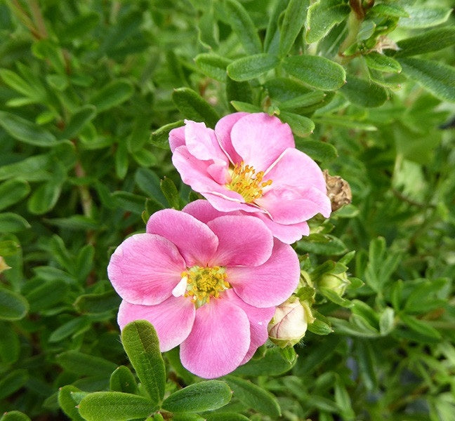 Cserjés pimpó (Potentilla fruticosa 'Pink Paradise')