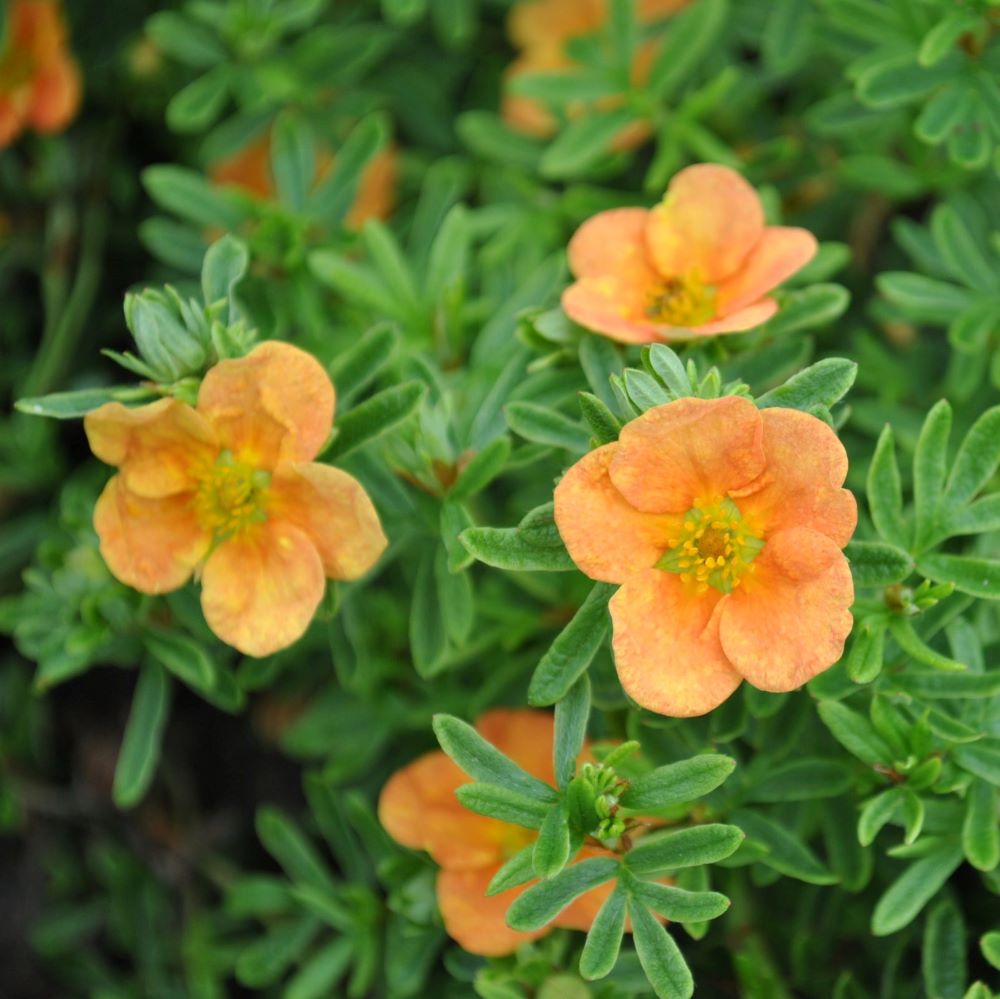 Cserjés pimpó (Potentilla fruticosa 'Red Ace')