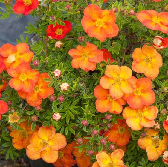 Cserjés pimpó (Potentilla fruticosa 'Red Ace')