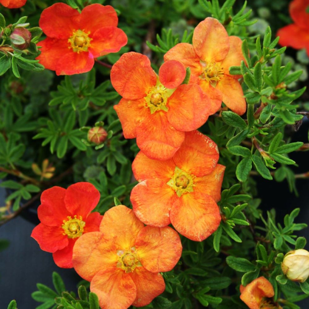 Cserjés pimpó (Potentilla fruticosa 'Red Ace')