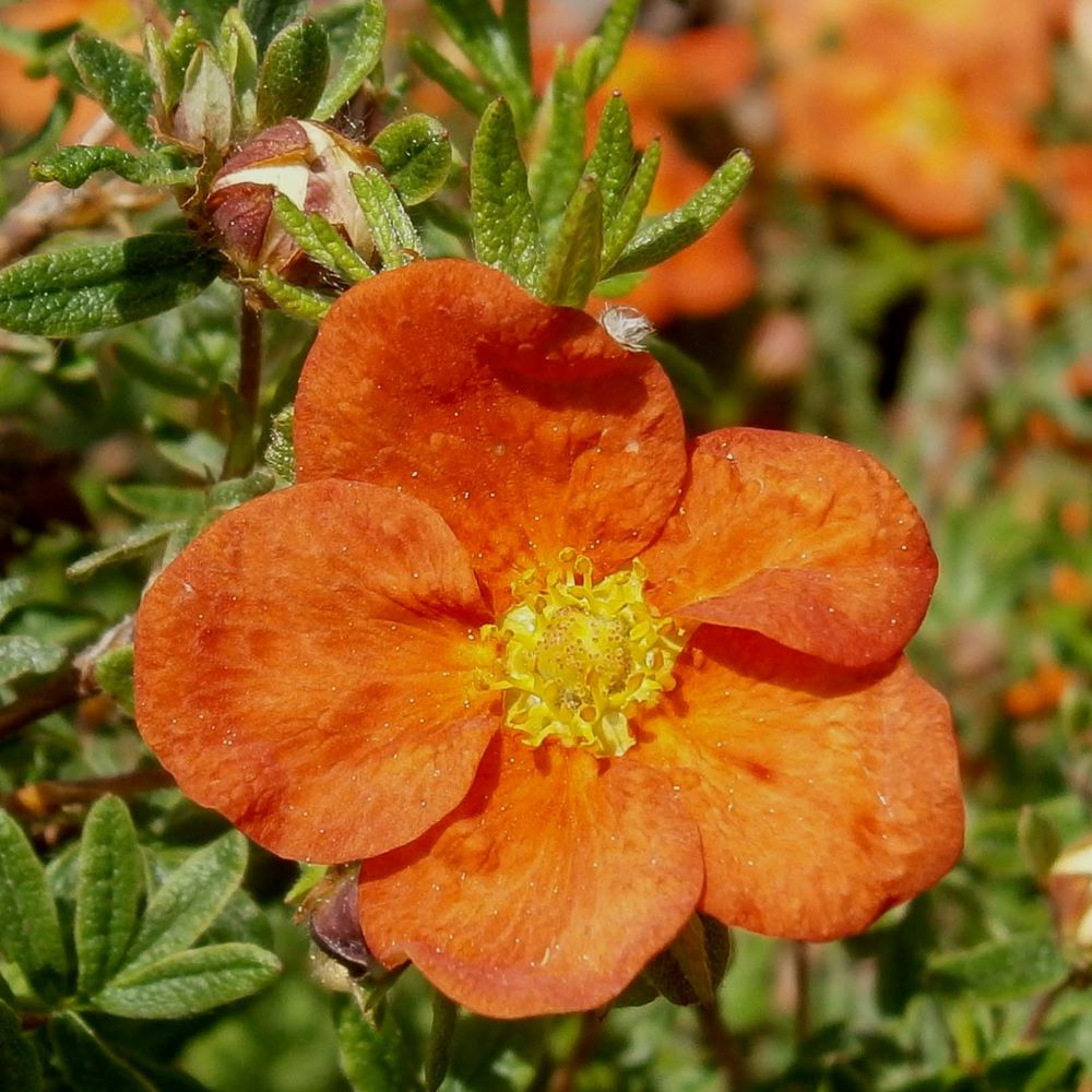 Cserjés pimpó (Potentilla fruticosa 'Red Ace')