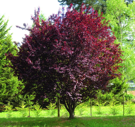 Vérszilva (Prunus cerasifera 'Nigra')