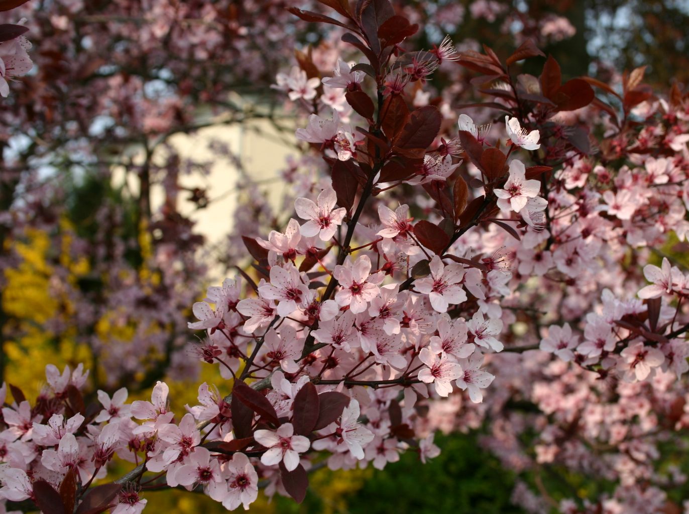 Vérszilva (Prunus cerasifera 'Nigra')