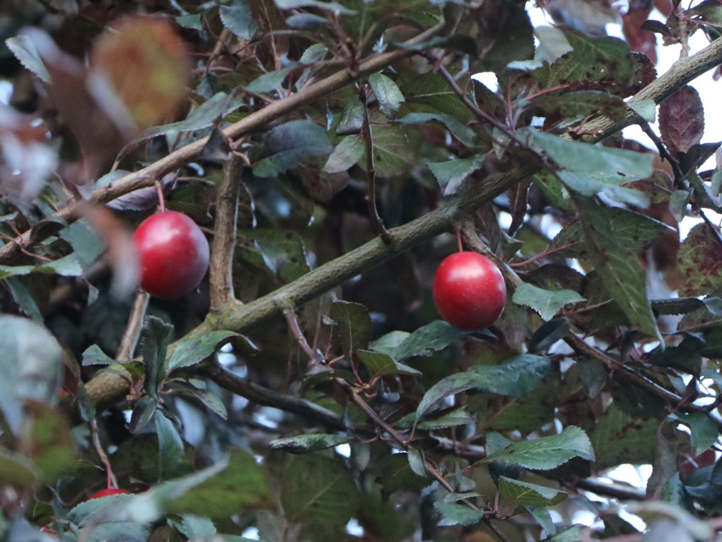 Vérszilva (Prunus cerasifera 'Nigra')