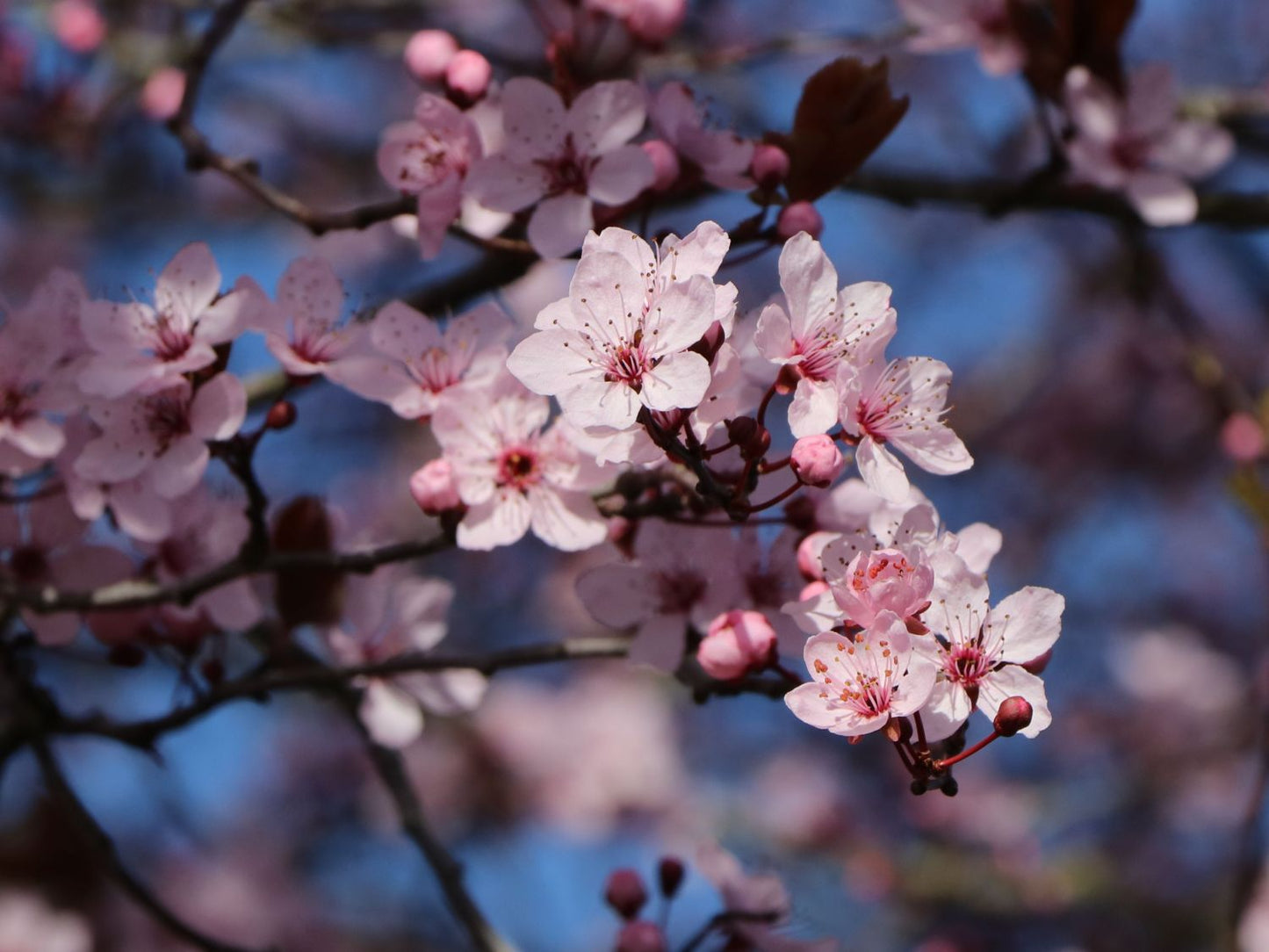 Vérszilva (Prunus cerasifera 'Nigra')