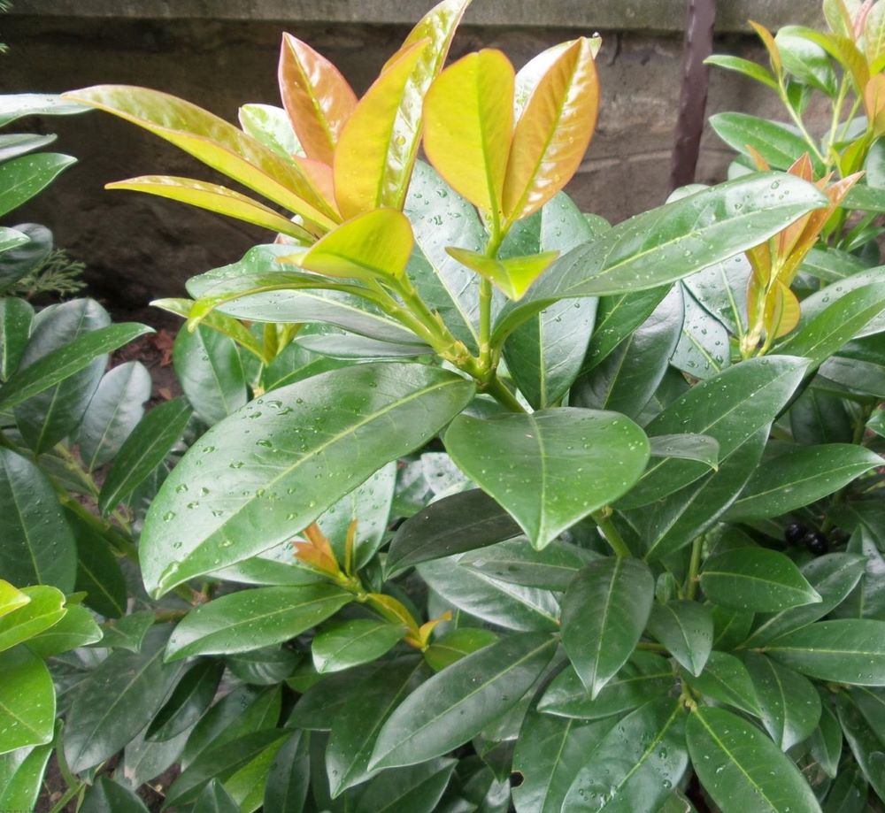 Babérmeggy (Prunus laurocerasus 'Baumgartner')