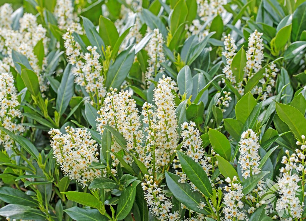 Babérmeggy (Prunus laurocerasus 'Caucasica')