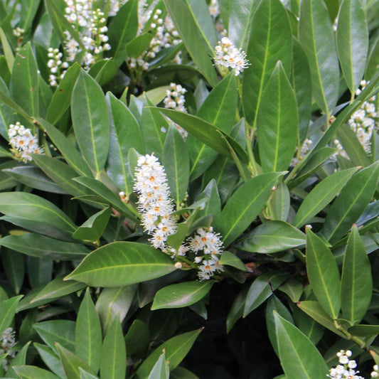 Babérmeggy (Prunus laurocerasus 'Caucasica')