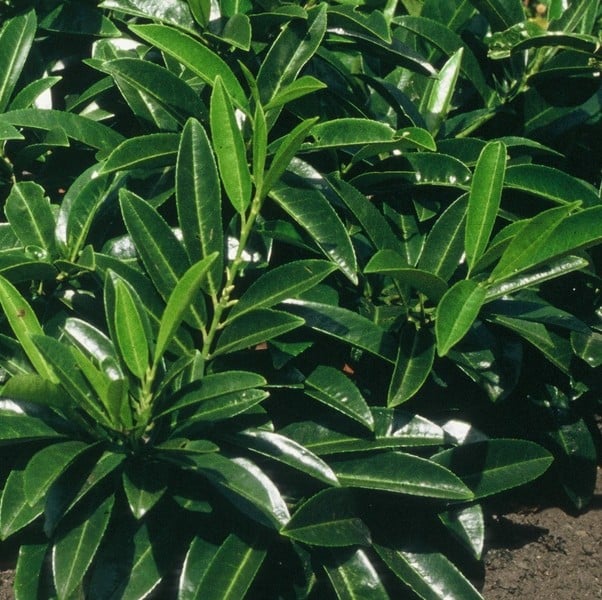 Babérmeggy (Prunus laurocerasus 'Caucasica')