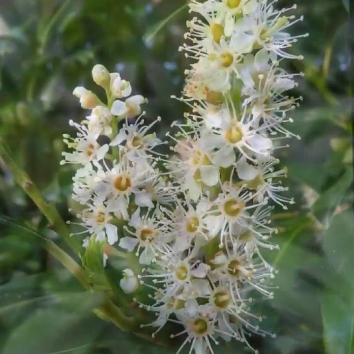 Babérmeggy (Prunus laurocerasus 'Cippora')