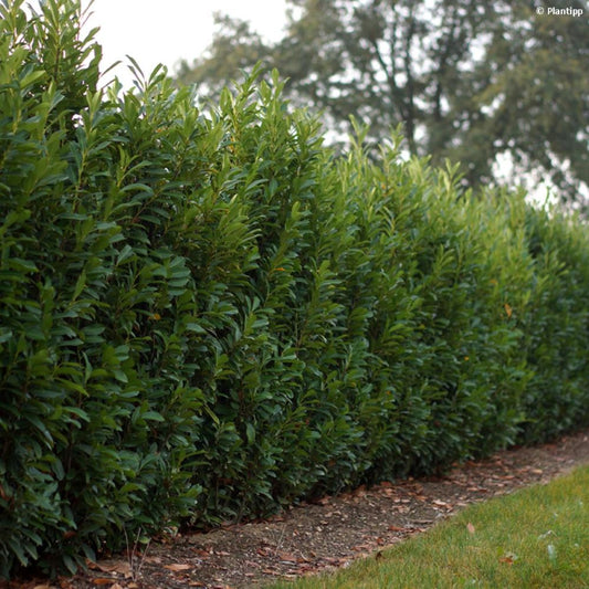 Babérmeggy (Prunus laurocerasus 'Elly')