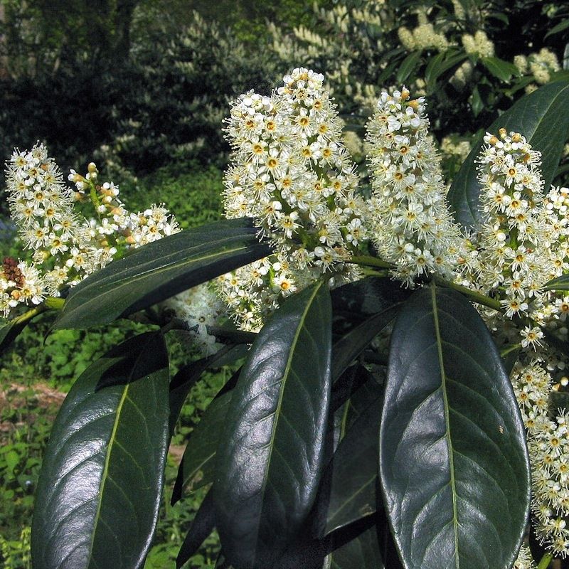 Babérmeggy (Prunus laurocerasus 'Herbergii')