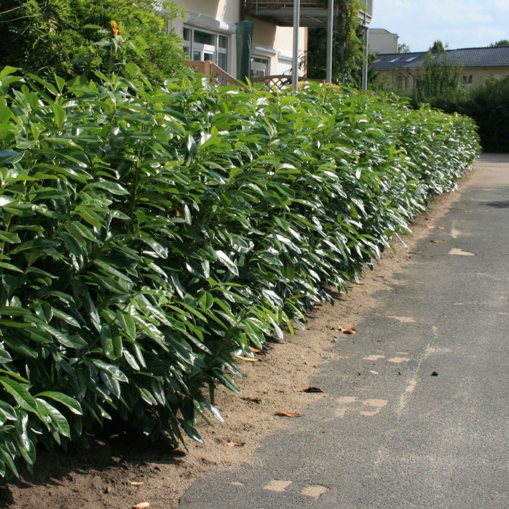 Babérmeggy (Prunus laurocerasus 'Herbergii')