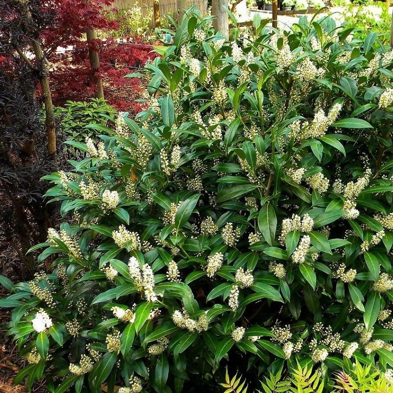 Babérmeggy (Prunus laurocerasus 'Herbergii')