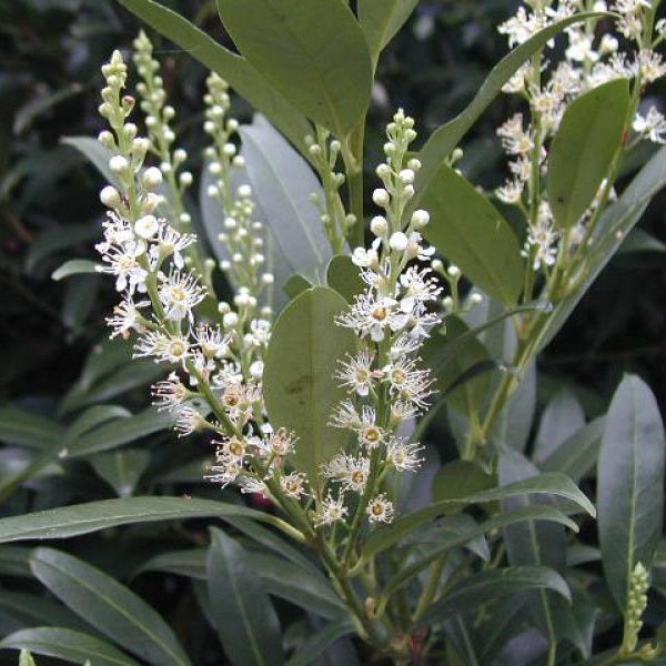 Babérmeggy (Prunus laurocerasus 'Herbergii')