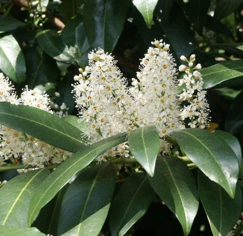 Babérmeggy (Prunus laurocerasus 'Novita')