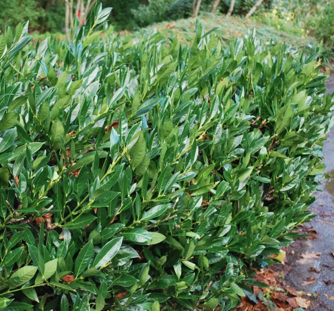 Babérmeggy (Prunus laurocerasus 'Otto Luyken')