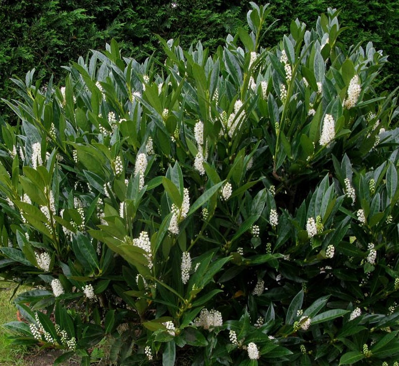 Babérmeggy (Prunus laurocerasus 'Otto Luyken')