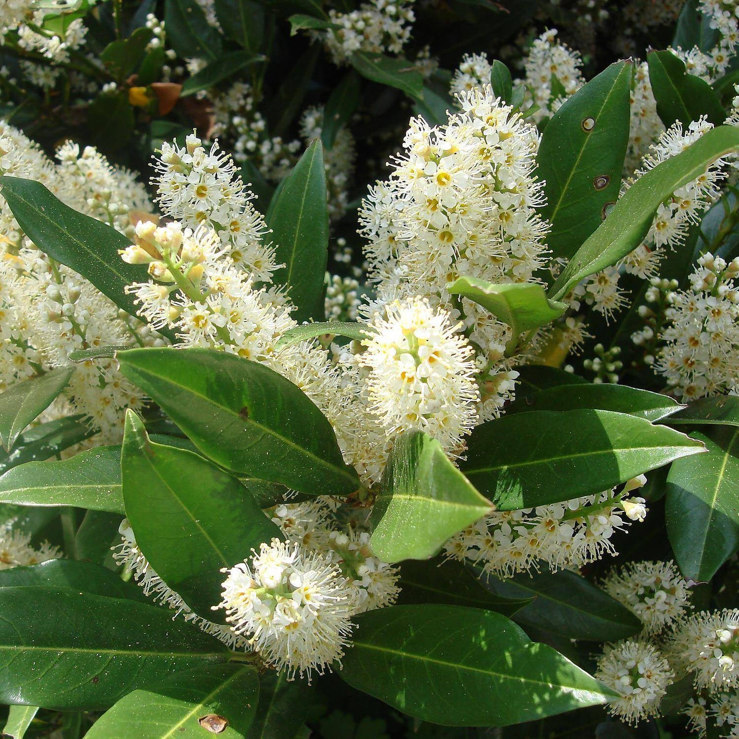 Babérmeggy (Prunus laurocerasus 'Otto Luyken')