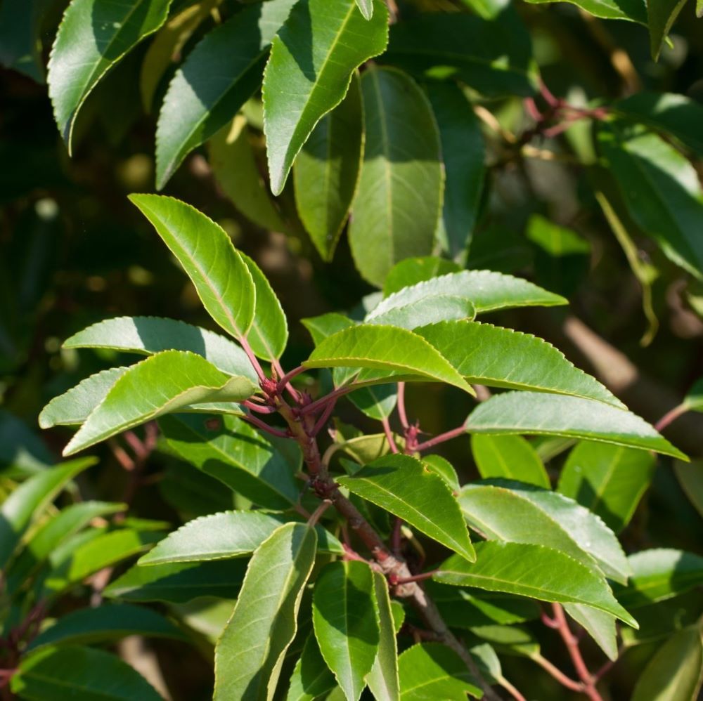 Portugál babérmeggy (Prunus lusitanica 'Angustifolia')