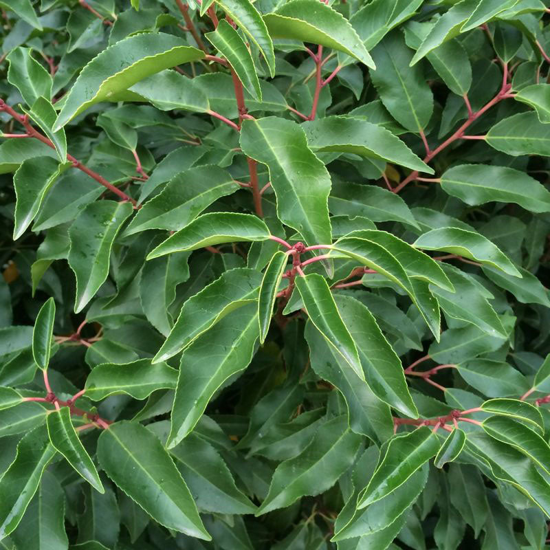 Portugál babérmeggy (Prunus lusitanica 'Angustifolia')