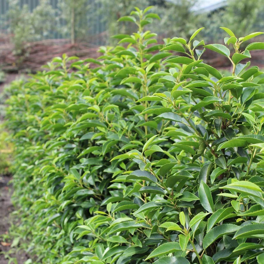 Portugál babérmeggy (Prunus lusitanica 'Angustifolia')