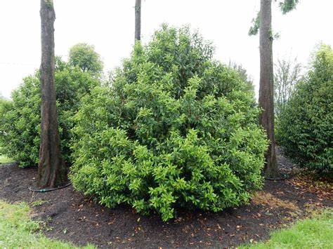 Portugál babérmeggy (Prunus lusitanica 'Angustifolia')